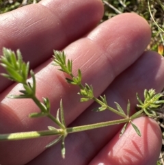 Asperula conferta (Common Woodruff) at Aranda Bushland - 17 Jul 2023 by lbradley