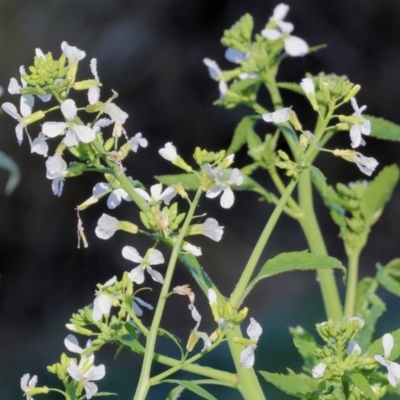 Raphanus raphanistrum (Wild Radish, Jointed Charlock) at Gateway Island, VIC - 17 Jul 2023 by KylieWaldon