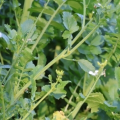 Raphanus raphanistrum at Gateway Island, VIC - 17 Jul 2023