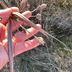 Bolboschoenus fluviatilis (Marsh Club-rush) at Aranda, ACT - 17 Jul 2023 by lbradley