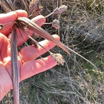 Bolboschoenus fluviatilis (Marsh Club-rush) at Aranda, ACT - 17 Jul 2023 by lbradley