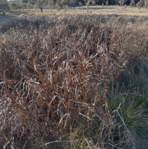 Bolboschoenus fluviatilis at Aranda, ACT - 17 Jul 2023 03:44 PM