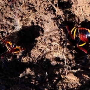 Platyzosteria similis at Stromlo, ACT - 17 Jul 2023