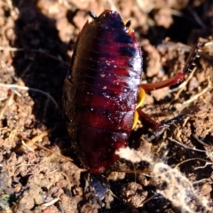 Platyzosteria similis at Stromlo, ACT - 17 Jul 2023