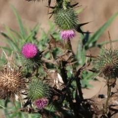 Cirsium vulgare (Spear Thistle) at Wodonga - 17 Jul 2023 by KylieWaldon