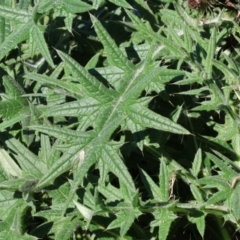 Cirsium vulgare at Gateway Island, VIC - 17 Jul 2023