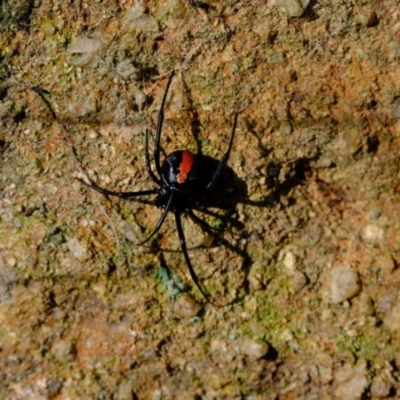 Latrodectus hasselti (Redback Spider) at Molonglo River Reserve - 17 Jul 2023 by Kurt