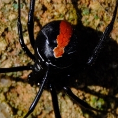 Latrodectus hasselti at Stromlo, ACT - 17 Jul 2023