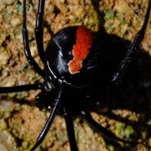 Latrodectus hasselti at Stromlo, ACT - 17 Jul 2023