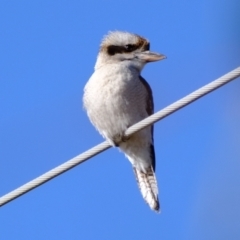 Dacelo novaeguineae (Laughing Kookaburra) at Holt, ACT - 17 Jul 2023 by Kurt