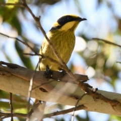 Lichenostomus melanops (Yellow-tufted Honeyeater) at Acton, ACT - 17 Jul 2023 by epic