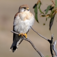 Falco cenchroides (Nankeen Kestrel) at Molonglo River Reserve - 17 Jul 2023 by Kurt