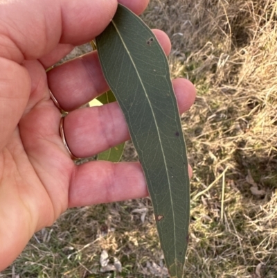 Eucalyptus blakelyi (Blakely's Red Gum) at Aranda Bushland - 17 Jul 2023 by lbradley