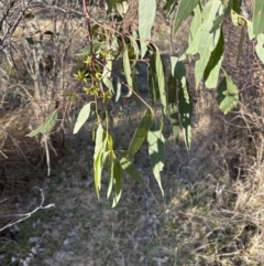 Eucalyptus blakelyi at Aranda, ACT - 17 Jul 2023