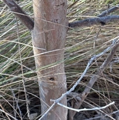 Eucalyptus blakelyi at Aranda, ACT - 17 Jul 2023