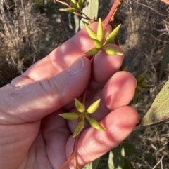 Eucalyptus blakelyi at Aranda, ACT - 17 Jul 2023