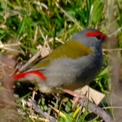 Neochmia temporalis (Red-browed Finch) at Holt, ACT - 17 Jul 2023 by Kurt