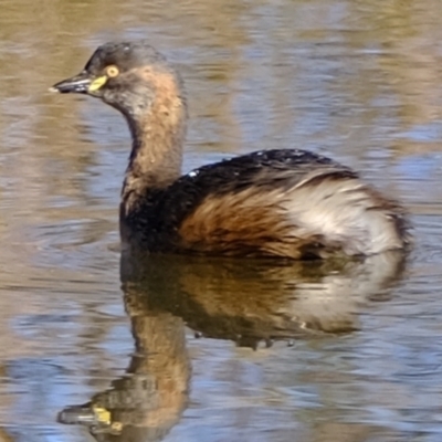 Tachybaptus novaehollandiae (Australasian Grebe) at Woodstock Nature Reserve - 17 Jul 2023 by Kurt