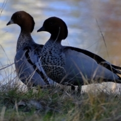 Chenonetta jubata (Australian Wood Duck) at Coree, ACT - 17 Jul 2023 by Kurt