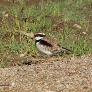 Charadrius melanops at Gateway Island, VIC - 17 Jul 2023 12:10 PM