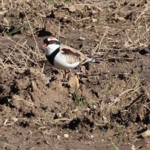 Charadrius melanops at Gateway Island, VIC - 17 Jul 2023 12:10 PM