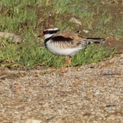 Charadrius melanops at Gateway Island, VIC - 17 Jul 2023