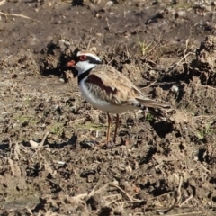 Charadrius melanops at Gateway Island, VIC - 17 Jul 2023 12:10 PM