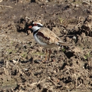 Charadrius melanops at Gateway Island, VIC - 17 Jul 2023 12:10 PM