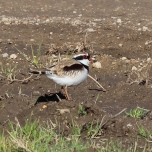 Charadrius melanops at Gateway Island, VIC - 17 Jul 2023