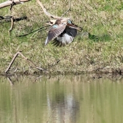 Dacelo novaeguineae (Laughing Kookaburra) at Wodonga - 17 Jul 2023 by KylieWaldon