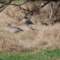 Chenonetta jubata (Australian Wood Duck) at Gateway Island, VIC - 17 Jul 2023 by KylieWaldon