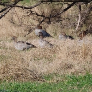 Chenonetta jubata at Gateway Island, VIC - 17 Jul 2023 11:44 AM
