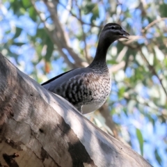 Chenonetta jubata at Gateway Island, VIC - 17 Jul 2023 11:44 AM