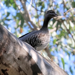 Chenonetta jubata at Gateway Island, VIC - 17 Jul 2023 11:44 AM