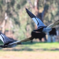 Chenonetta jubata at Gateway Island, VIC - 17 Jul 2023 11:44 AM