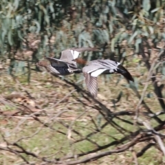 Chenonetta jubata at Gateway Island, VIC - 17 Jul 2023 11:44 AM