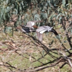 Chenonetta jubata at Gateway Island, VIC - 17 Jul 2023