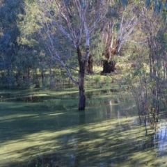 Chenonetta jubata at Gateway Island, VIC - 17 Jul 2023 11:44 AM
