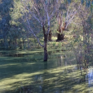 Chenonetta jubata at Gateway Island, VIC - 17 Jul 2023 11:44 AM