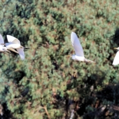 Bubulcus coromandus (Eastern Cattle Egret) at Wodonga - 17 Jul 2023 by KylieWaldon