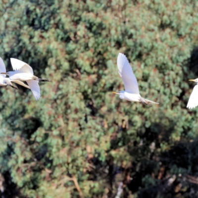 Bubulcus coromandus (Eastern Cattle Egret) at Wodonga - 17 Jul 2023 by KylieWaldon