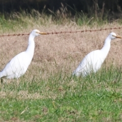 Bubulcus coromandus at Gateway Island, VIC - 17 Jul 2023