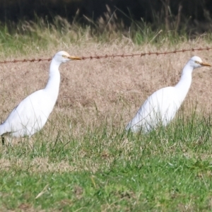 Bubulcus coromandus at Gateway Island, VIC - 17 Jul 2023 11:21 AM