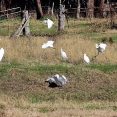 Bubulcus coromandus at Gateway Island, VIC - 17 Jul 2023 11:21 AM