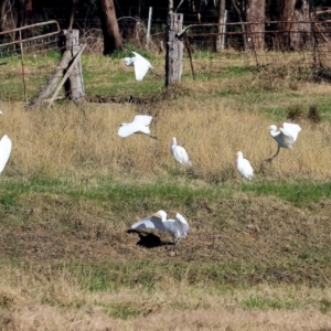 Bubulcus coromandus at Gateway Island, VIC - 17 Jul 2023 11:21 AM