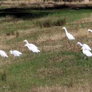 Bubulcus coromandus at Gateway Island, VIC - 17 Jul 2023