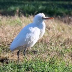Bubulcus coromandus at Gateway Island, VIC - 17 Jul 2023 11:21 AM