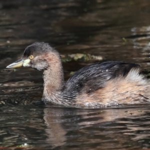 Tachybaptus novaehollandiae at Capalaba, QLD - 5 Jul 2023