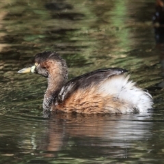 Tachybaptus novaehollandiae at Capalaba, QLD - 5 Jul 2023