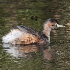 Tachybaptus novaehollandiae at Capalaba, QLD - 5 Jul 2023